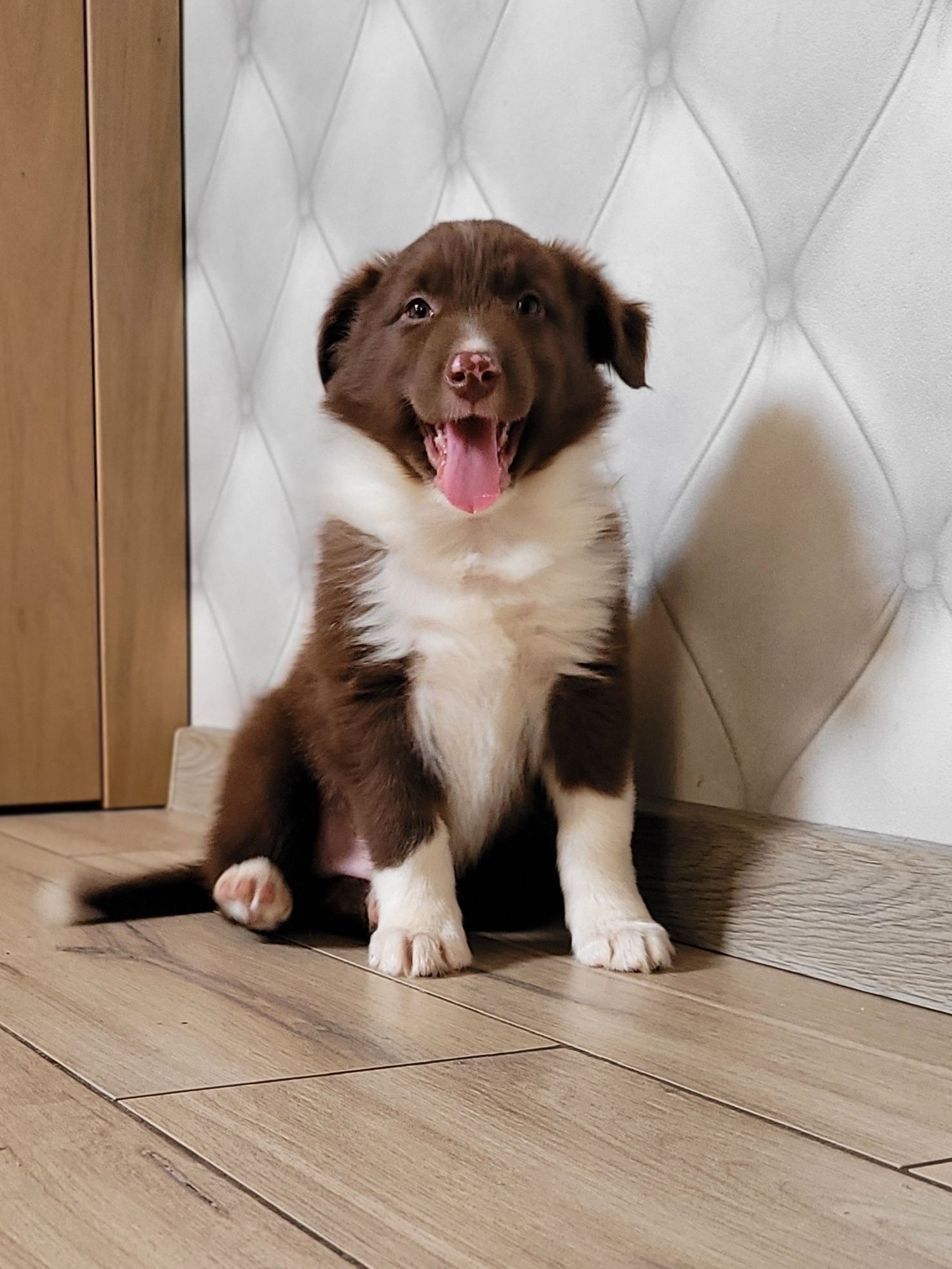 Border Collie Piesek Piękny Polecam