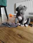 Cane Corso Batman Zarezerwowany Domowa chodowla