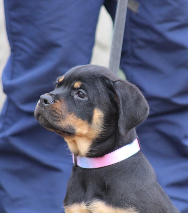 Перспективна дівчинка ротвейлер