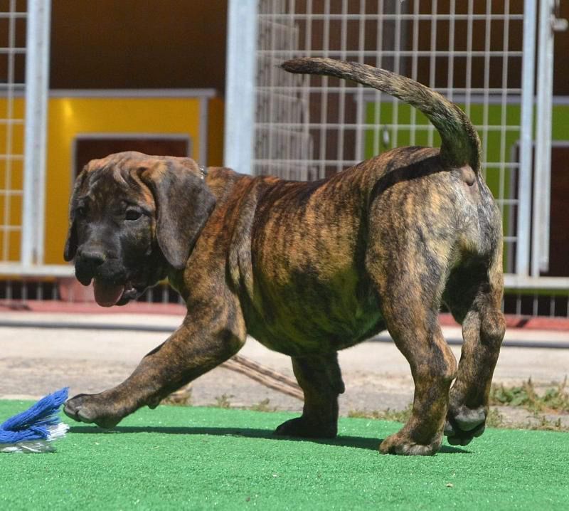 Cão de “Presa Canário”