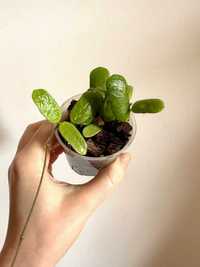 Hoya Rotundiflora (reservado)