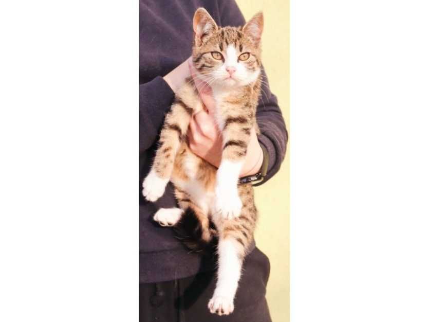 5mies.GRZECZNA, buro-biała kotka -możliwy dowóz