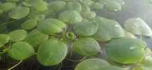 Planta de aquário flutuante frogbite