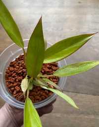 Philodendron calking gold care