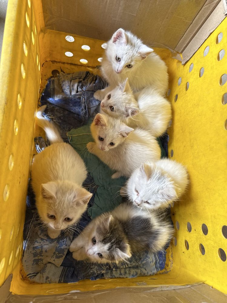 Кошенята шукають люблячу сімʼю