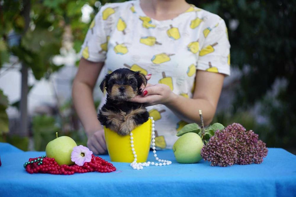 Цукерочка в кишені — йорик-дюймовочка, вага до 1,5 кг!