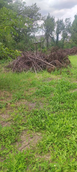 Obcięte gałęzie z drzew liściastych i iglastych oddam.