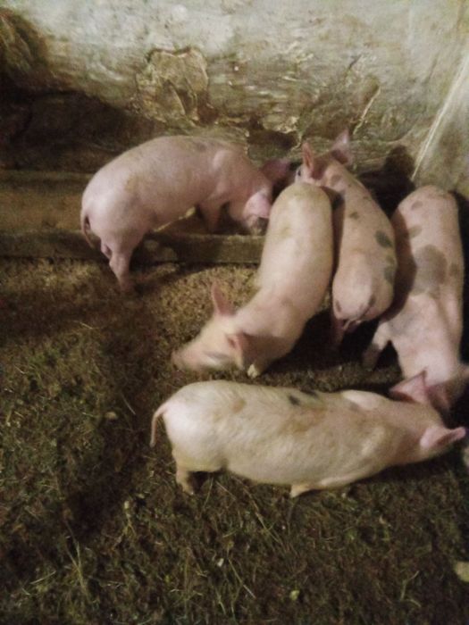 Продам поросята петрен