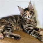 Maine coon kotka szylkretowa