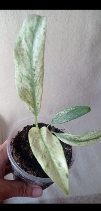 Эпипремнум Гигантеум вар