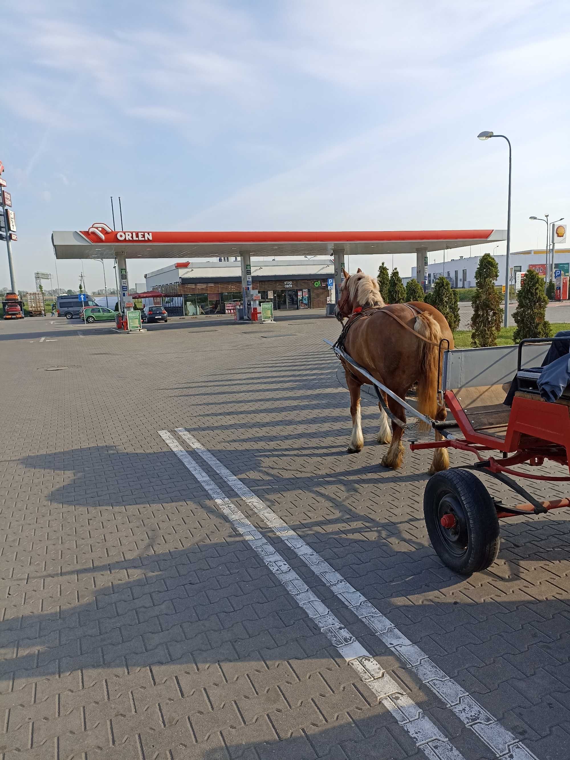 Sprzedam klacz zimnokrwistą