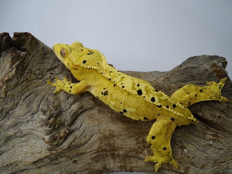 Gekon Orzęsiony samica Dalmatian