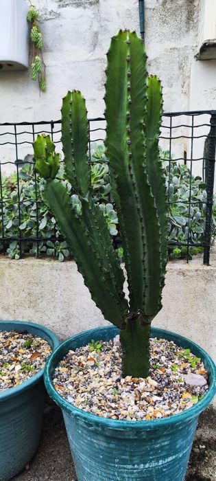 Vendo Cactus Erythrea