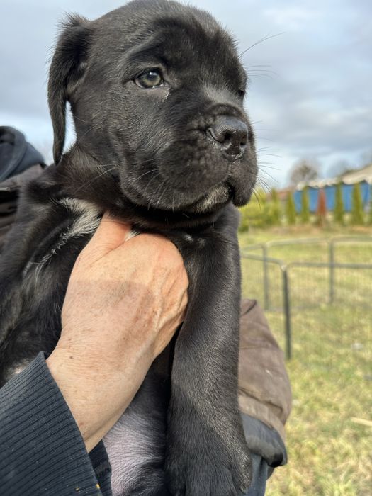 Хлопчик Кане-корсо 2місяці чорний