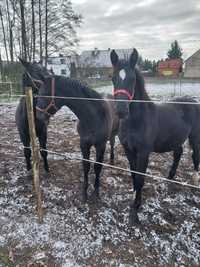 Sprzedam konia 2 klacze oraz ogiera