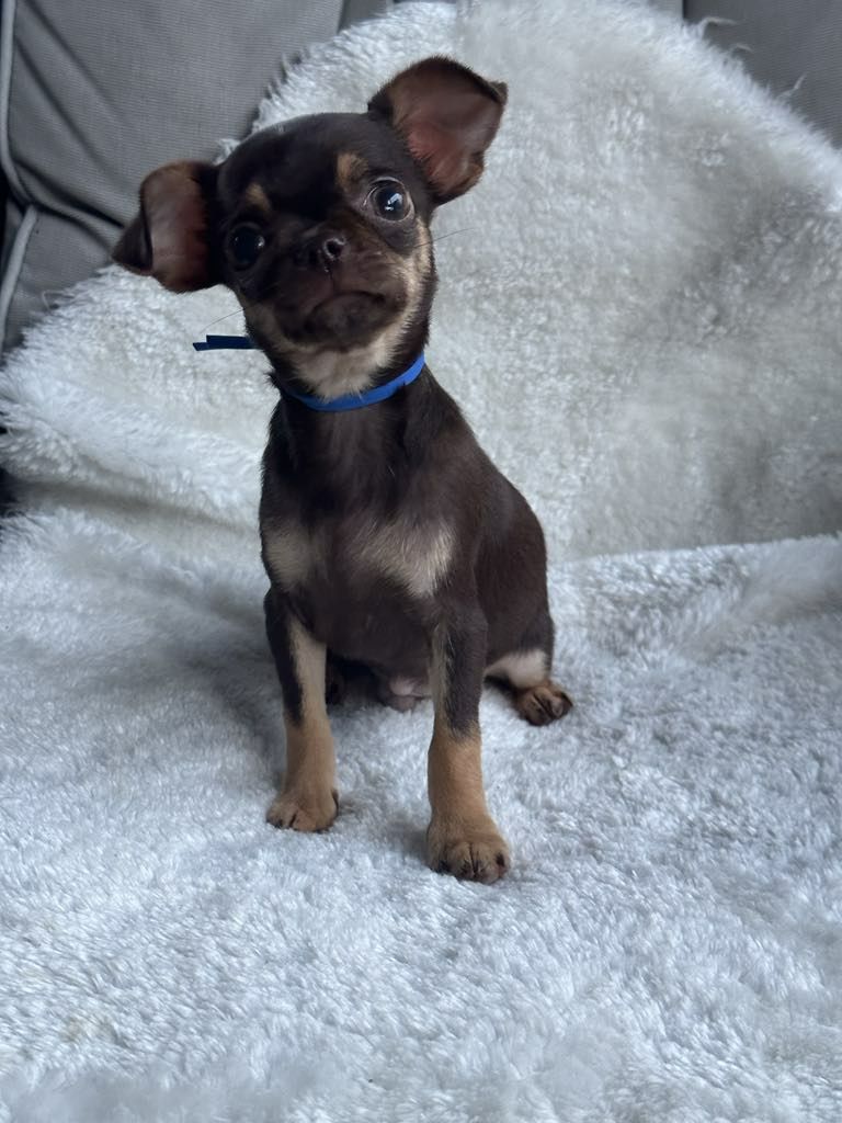 Sliczny czekoladowy chlopiec Chihuahua