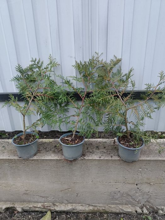 Продам колумна, смарагд,брабант, літл чемпіон, літл гігант, суеціка