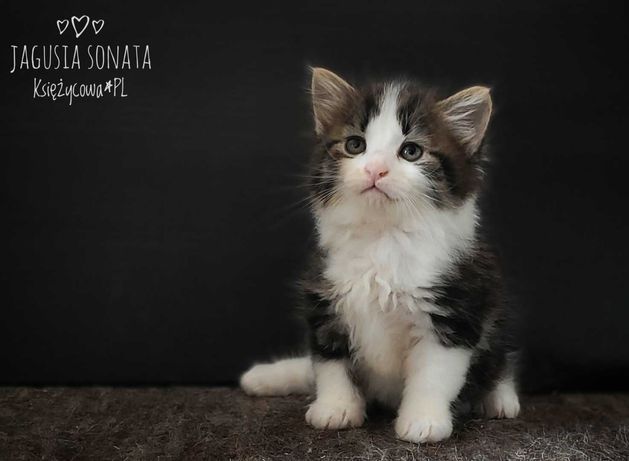 Przepiękna koteczka syberyjska z rodowodem.