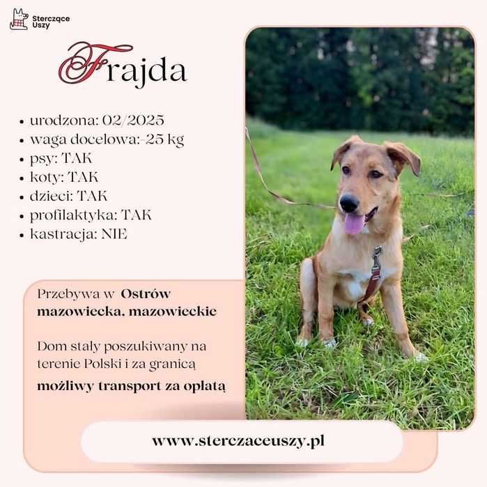 Frajda czysta radość