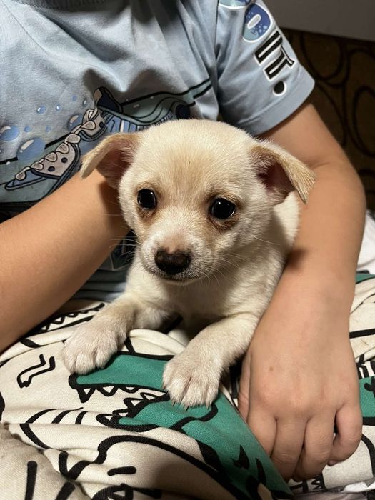 Chihuahua szczenięta