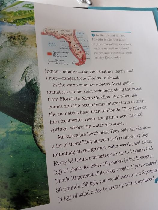 Face to Face with Manatees National Geographic