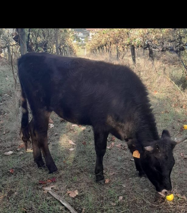 Novilhas cruzadas wagyu x cachena