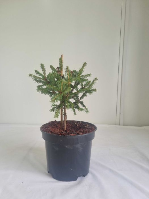 Świerk Pospolity 'Cruenta' – Ozdobna Odmiana, Wys. 40 cm, Doniczka 2L
