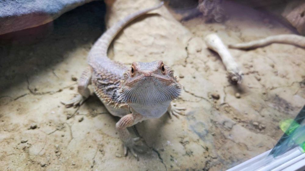 Agama Brodata TERRARIUM i akcesoria