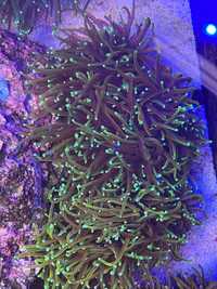 Euphyllia glabrescens gold akwarium morskie