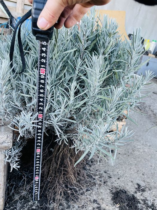 Продам! Лаванду сорт Королівська