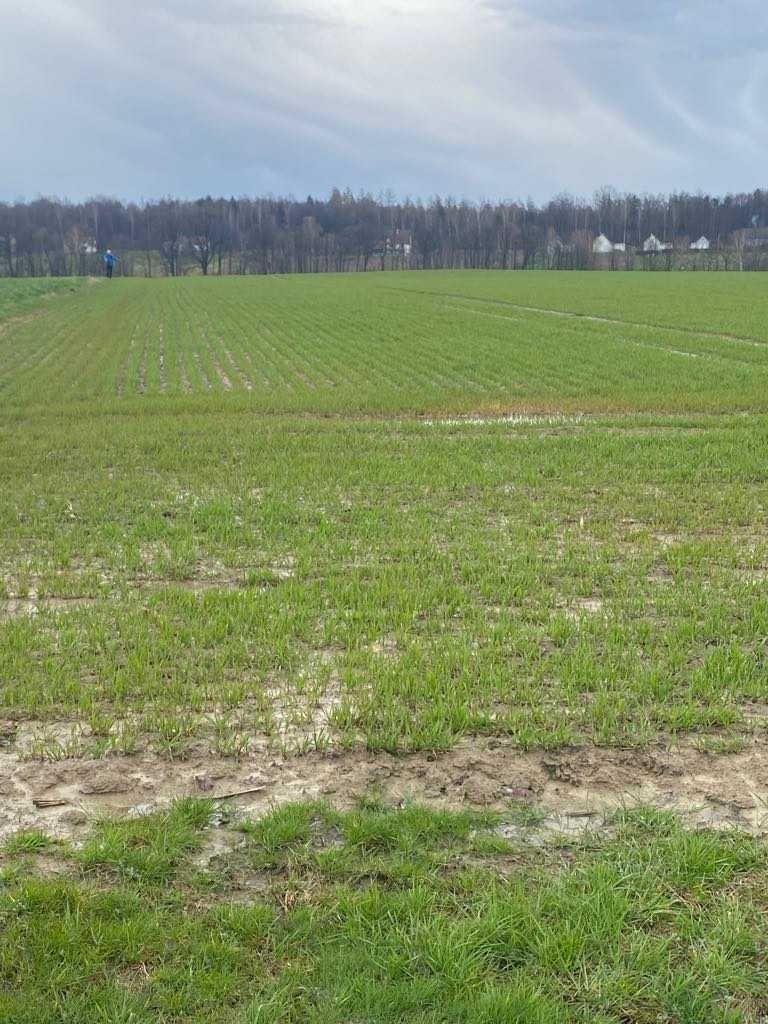 Działka budowlana w Bulowicach