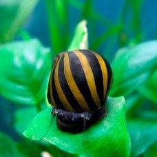 Равлик неретина зебра, акваріумний равлик, аквариумная улитка неретина