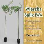 Wierzba Iwa Salix Integra Iwa