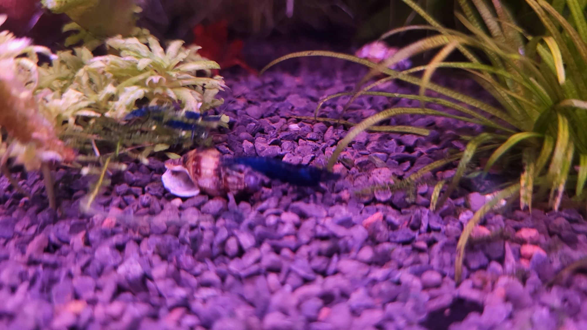 Krewetki Blue Velvet