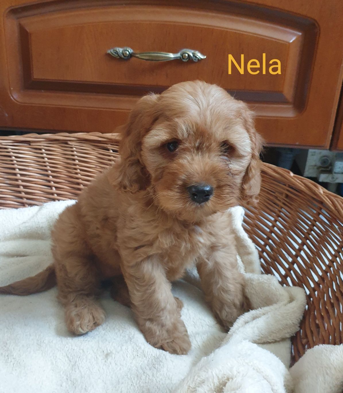 Cockapoo. Dziewczynka Nela. Cocker spaniel Angielski/ Pudel miniaturow