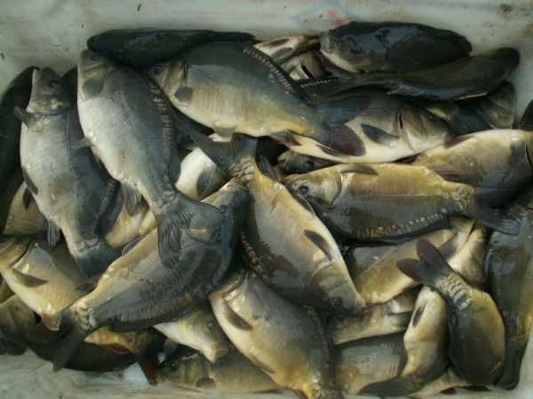 Karp kroczek sprzedam