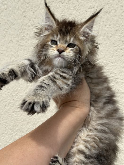 Kocięta koteczka szylkretka Maine Coon
