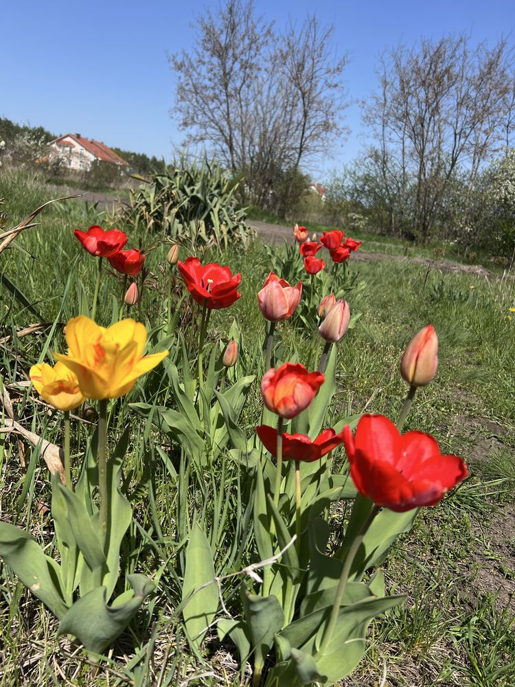 Продаж будинку з ділянкою в Кривушах