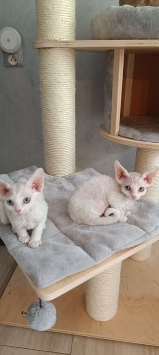 Kocurek Devon Rex FPL