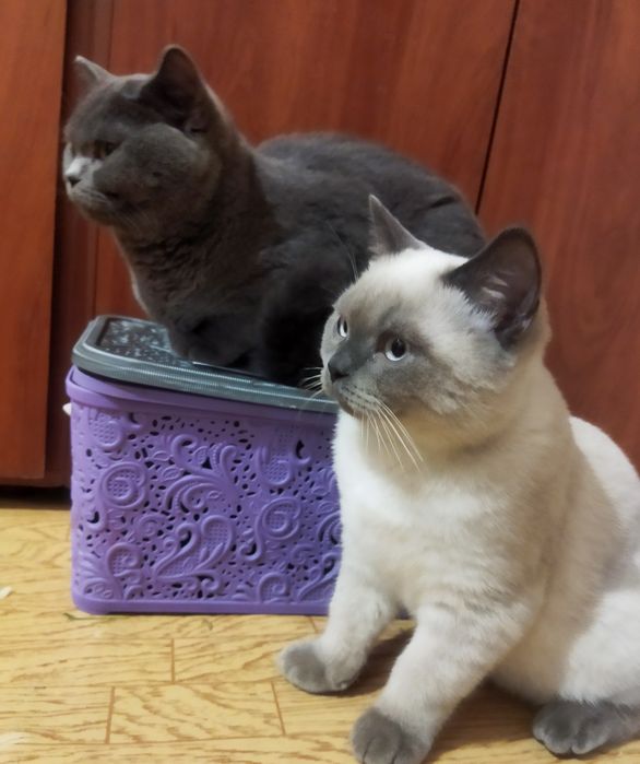 Скоттиш страйт. Окрас блу-поинт. Ищет любящих хозяев .