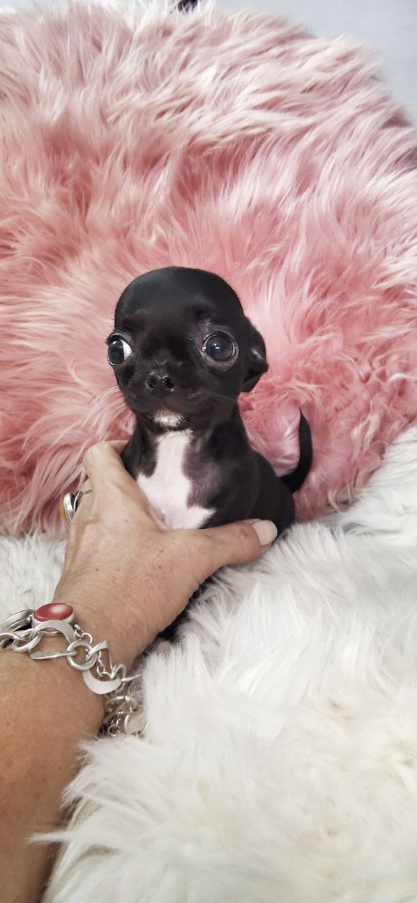 *** Gotowy Do Odbioru *** Prześliczny Czarny Chłopczyk Chihuahua ***