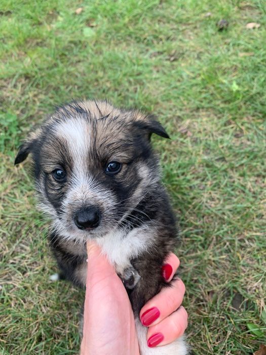 Безкоштовно, в добрі руки)