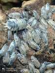 isopody porcellio laevis Dairy cow-Ekipa sprzątająca