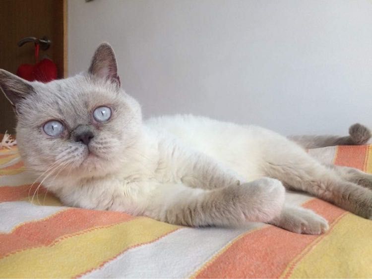 Macho Scottish Straight Lilac Point