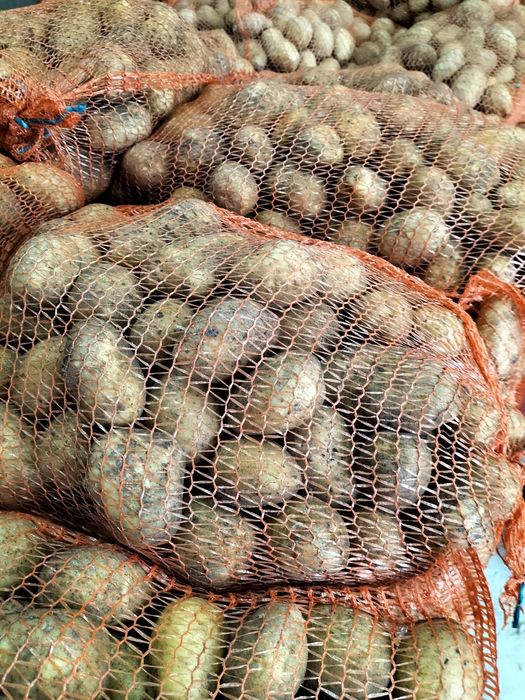 Ziemniaki Soraya Bella Rossa Mio Connect