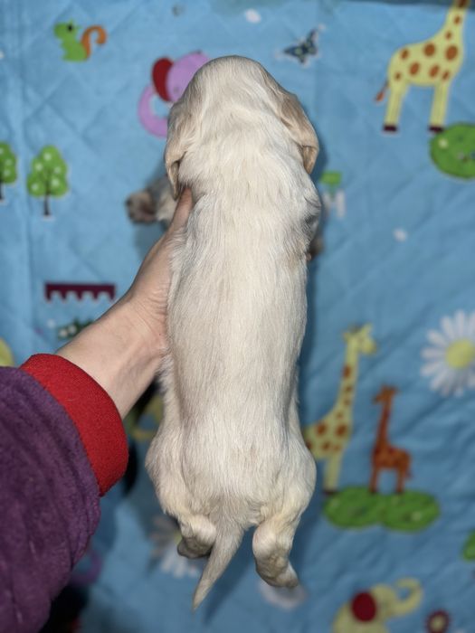 Кокерята різні окраси