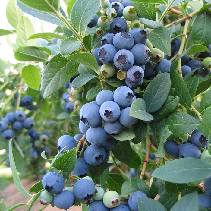 Sadzonki Borówki Amerykańskiej!Od producenta!2,3,4 LETNIA!Sadzonka!CAC