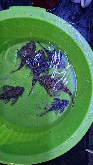 L333 e l052 plecos raros