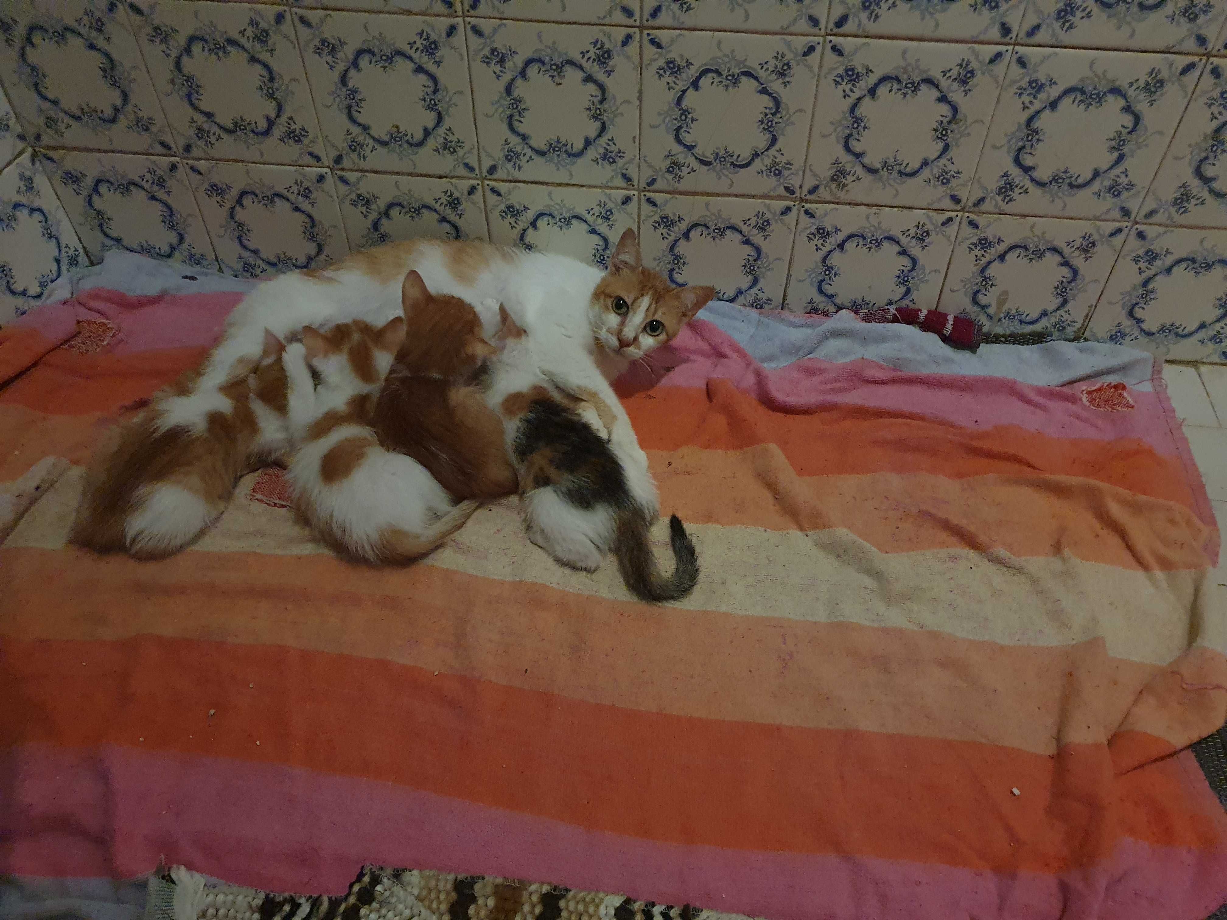 Gatinhos para adopção responsável