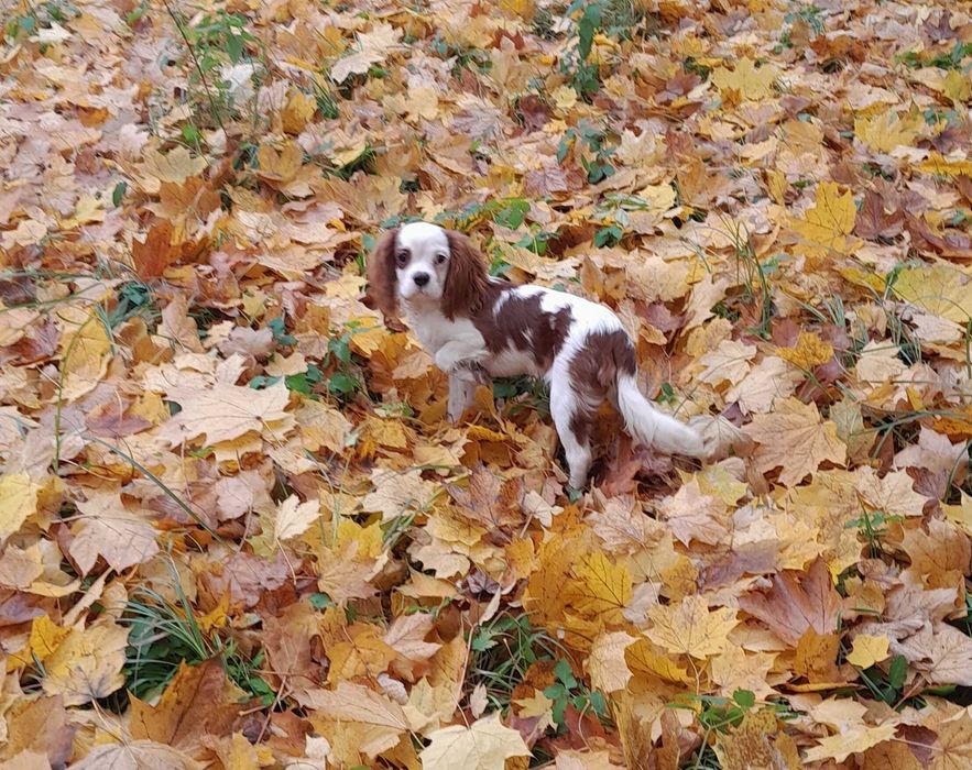 Cavalier king Charles Spaniel ZKwP FCI piesek WIKO